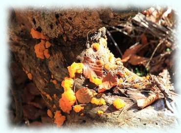 Laub und Schwämme auf einem Baum