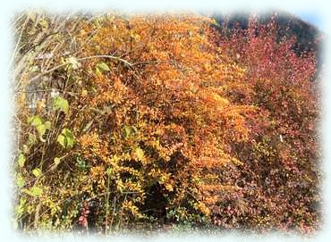 Verschiedenfarbige Büsche - Herbststimmung