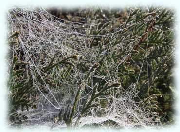 Spinnennetz mit Wassertröpfchen in einem Busch