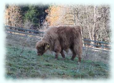 langhaariges Rind auf der Weide