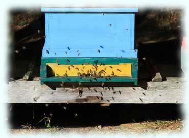 Bienen vor dem Eingang eines Bienenstocks