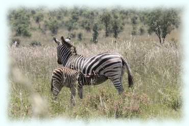 Zebrastute (Steppenzebra, Plains Zebra, Equus quagga) mit ihrem zutzendem Fohlen im hohen Gras
