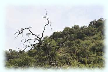 Ein abgestorbener Baum mit bizarrem Geäst