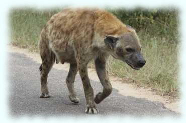 eine Hyäne trabt der die Straße entlang