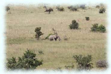 Ein Elephant in weiter Ferne im hohen Gras