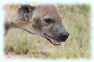 Kopf einer Hyäne