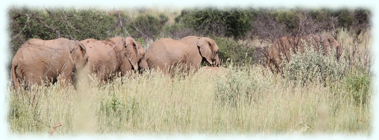 Herde Afrikanischer Buschelefanten (African Bush Elephant, Loxodonta africana)