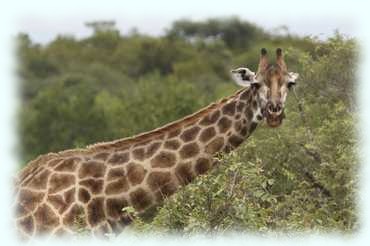 eine Giraffe schaut neugierig in die Kamera