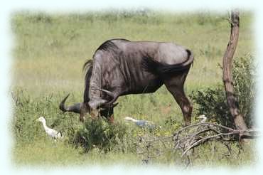 Ein Streifengnu (Blue Wildbeest, Connochaetes taurinus) mit seinen Gänsen im hohen Gras