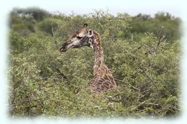 eine Giraffe von hinten zwischen Bäumen