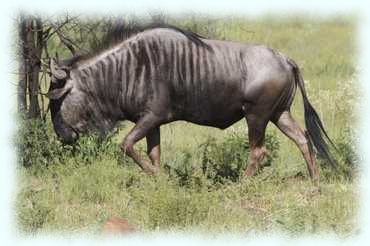 Ein Streifengnu (Blue Wildbeest, Connochaetes taurinus)