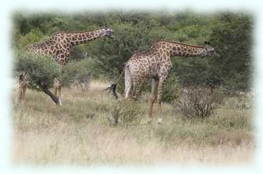 Zwei Giraffen fressen von Bäumen