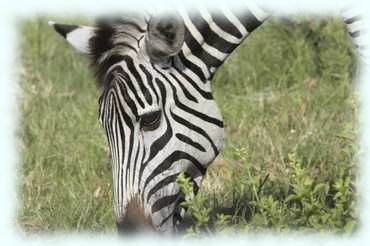 Nahaufnahme eines Kopfes eines Steppenzebra (Plains Zebra, Equus quagga)