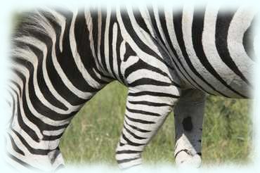 Nahaufnahme eines Steppenzebra (Plains Zebra, Equus quagga)