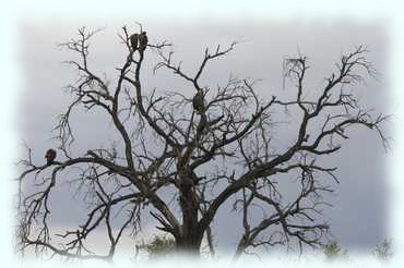 4 Geier in einem kahlen Baum