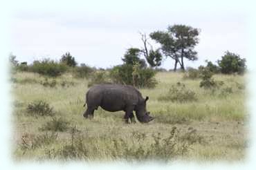 Nashorn in der Steppe