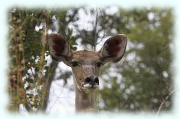 Kopf eines Kudus schaut zwischen Bäumen hervor