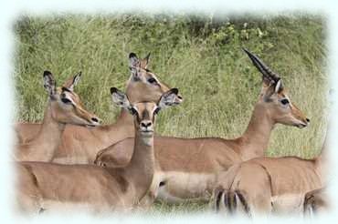 eine Herde Impalas im hohen Gras
