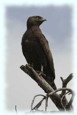 Brauner Schlangenadler auf einem Ast