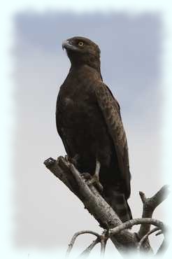 Brauner Schlangenadler auf einem Ast