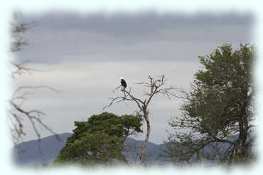 Schreiseeadler auf einem kahlen Baum