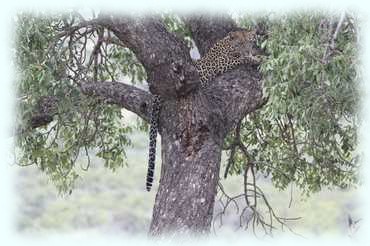 Leopard auf einem Baumast liegend mit gerade herunterhängendem Schwanz - lässig