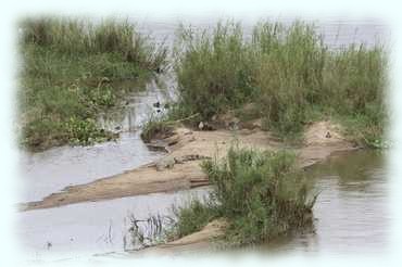 ein Krokodil liegt auf einer Sandbank im Krokodil-Fluß