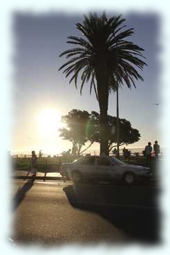 Der Sandstrand von Camps Bay mit Palme im leichten Dunst