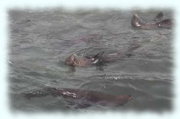 Seebären tollen im Wasser herum
