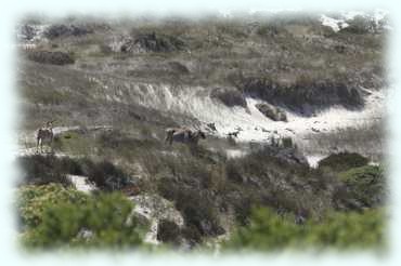 2 Elenantilopen (Eland, Taurotragus oryx) stehen in der Landschaft