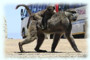 Eine Pavianmutter (Chacma baboon, Papio ursinus) mit ihrem Jungen