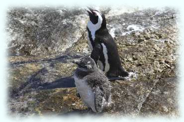 Brillenpinguin (African Penguin, Spheniscus demersus) in weiblicher und männlicher Ausführung