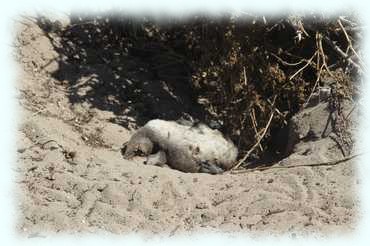 Ein totes Pinguinjunges liegt in einer Sandmulde