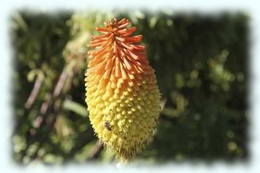 Blüte einer Lanblättrigen Fackellilie (Kniphofia linearifolia)