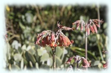 Die Blüten einer Pig's Ear (Cotyledon orbiculata)