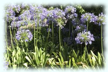 Schmucklilien (Agapanthus)