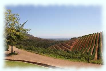 Sehr schöner Ausblick vom der Farm über Oliven- und Weinhänge in die Ebene