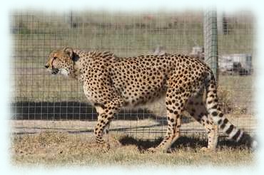 Ein Gepard geht entlang eines Zauns seines Käfigs