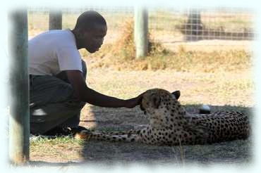 Ein Tierpfleger streichelt den Kopf eines liegenden Geparden