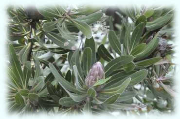 geschlossene Blüte einer Protea