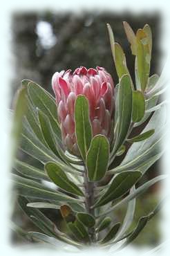 offene Blüte einer Protea