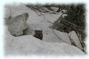 Dassie lugt aus einer Falsspalte