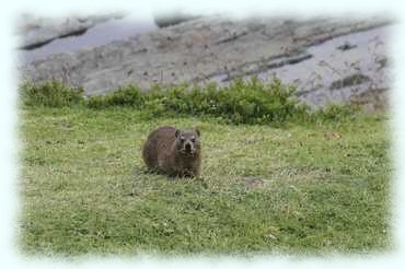 Dassie auf einer Wiese