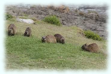 Fünf Dassies auf einer Wiese