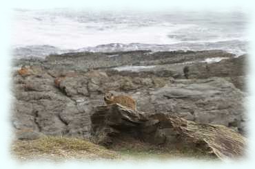 Dassie auf einem Felsen mit dem Meer im Hintergrund