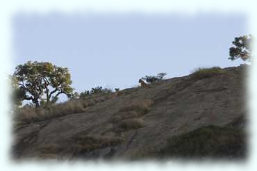 Zwei Löweninnen auf einer Felsplatte eines Hügels