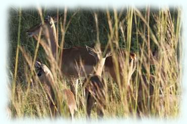 Impala mit Jungen im hohen Gras