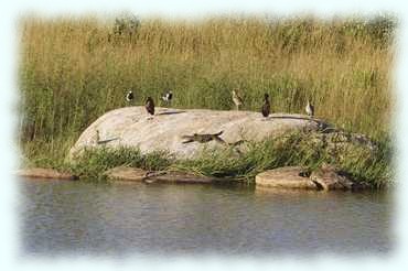 Ein Waran und mehrere Vögel auf einem Felsen bei einem See