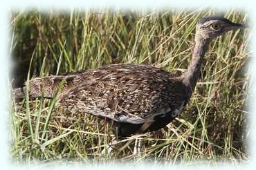 Vogel im Gras