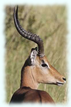 Porträt eines Impalamännchen